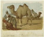 Men loading materials on camels