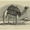 Arabian dromedary
