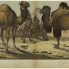 Camelus dromedarius-Dromedary ; Camelius bactrianus-Camel