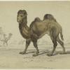 The Bactrian camel