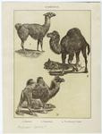Guanaco ; Dromedary ; Two-humped camel