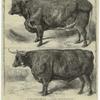 The Smithfield Club show ; prize cattle and cups
