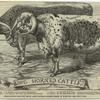 Long horned cattle