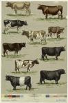 Standard cattle
