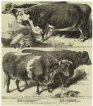 Prize animals of the Smithfield Club cattle show