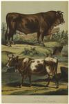 Bos taurus, steer & cow
