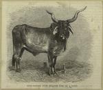 Long-horned oude bullock (one of a pair)