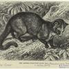 The Chinese palm-civet