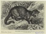The Chinese palm-civet