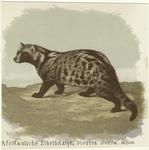 Afrikanische Zibethkatze -- Viverra civetia