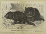 Tasmanian devil (Dasyurus ursinus)