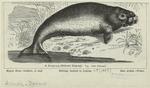 Dugong (Halicore dugong)