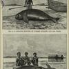 Dugong hunter of Torres Straits and his prize ; Motu of Port Moresby with a captured dugong