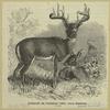 Carjacou, or Virginian deer -- Cervus virginianus