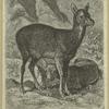 Musk deer -- Moschus moschiferus