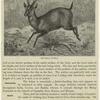The Indian muntjac