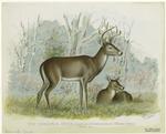 The Virginia deer (Cariacus virgianus)