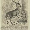 Black-tailed deer of North America