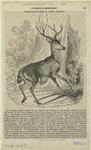 Black-tailed deer of North America