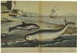 Monodon monoceros -- narwhal ; Delphinus delphis -- dolphin