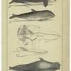 Grampus ; Cape porpoise ; Brain and upper jaw of the Delphinus orca ; Lower jaw of the Delphinus orca ; Round headed grampus