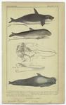 Grampus ; Cape porpoise ; Brain and upper jaw of the Delphinus orca ; Lower jaw of the Delphinus orca ; Round headed grampus