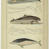 Common dolphin ; Common porpoise ; Head of the dolphin of the Ganges ; South Sea porpoise