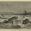 Dolphins pursuing a boat