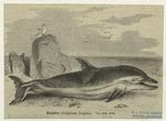 Dolphin (Delphinus delphis)