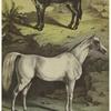 Arabian horse (Equus caballus) ; Donkey (Equus asinus)