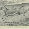 The wild ass of Abyssinia (Equus asinus)