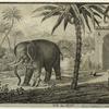 Elephant and child outdoors