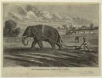 Elephantine agriculture