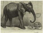 The newly-imported African elephant at the gardens of the zoological society, Regent's Park