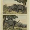 Use of tame elephants to round up the wild ones
