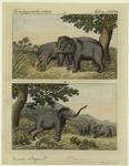 Use of tame elephants to round up the wild ones