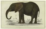 African elephant (young)