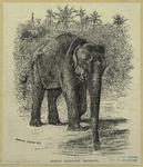 Indian elephant drinking