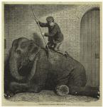The elephant's toilet