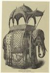Elephant with trappings