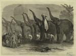 A squad of elephants saluting the commandant at Dinapore, India