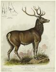 The American elk or wapiti