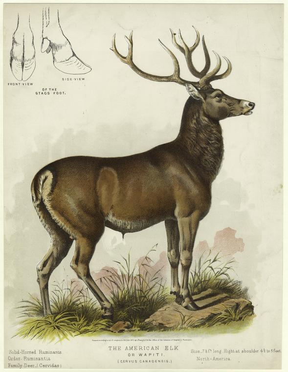 The American elk or wapiti - NYPL Digital Collections