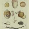 Bird and snake embryos and eggs