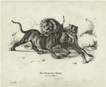 Der Kampf des Löwen mit zwei Tiger