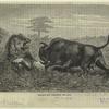 Buffalo cow defending her calf