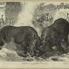 Exhibition of rhinoceros-fighting at Baroda