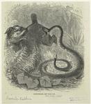 Rattlesnake and wild cat