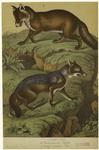 Canis aureus -- jackal ; Vulpes vulgaris -- fox