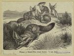 Fennec or desert fox (Canis zerdo)